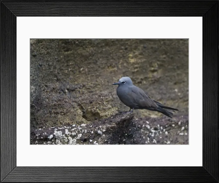 Framed Print : Brown noddy (Anous stolidus), Isabela Island, Galapagos Islands, UNESCO World Heritge Site, Ecuador, South America Framed Print : Brown noddy (Anous stolidus), Isabela Island, Galapagos Islands, UNESCO World Heritge Site, Ecuador, South America