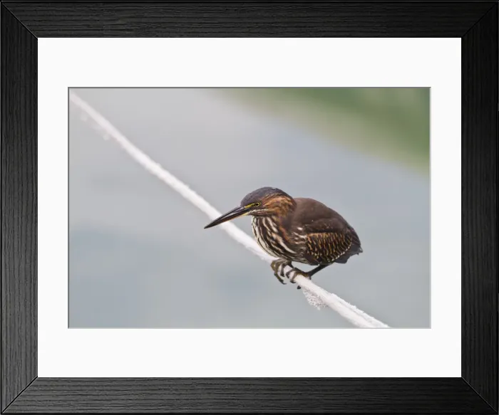 Framed Print : Juvenile striated heron (Butorides striata), Puerto Ayora, Santa Cruz Island, Galapagos, UNESCO World Heritge Site, Ecuador, South America Framed Print : Juvenile striated heron (Butorides striata), Puerto Ayora, Santa Cruz Island, Galapagos, UNESCO World Heritge Site, Ecuador, South America