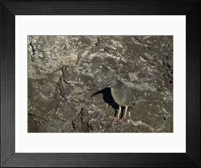 Framed Print : Adult striated heron (Butorides striata), Puerto Ayora, Santa Cruz Island, Galapagos, UNESCO World Heritge Site, Ecuador, South America Framed Print : Adult striated heron (Butorides striata), Puerto Ayora, Santa Cruz Island, Galapagos, UNESCO World Heritge Site, Ecuador, South America