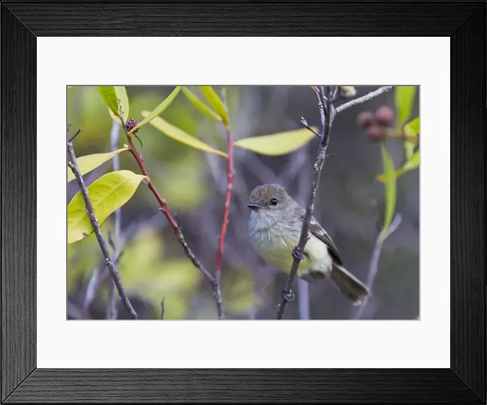 Framed Print : Adult warbler finch (Certhidea olivacea), Santiago Island, Galapagos Islands, UNESCO World Heritge Site, Ecuador, South America Framed Print : Adult warbler finch (Certhidea olivacea), Santiago Island, Galapagos Islands, UNESCO World Heritge Site, Ecuador, South America