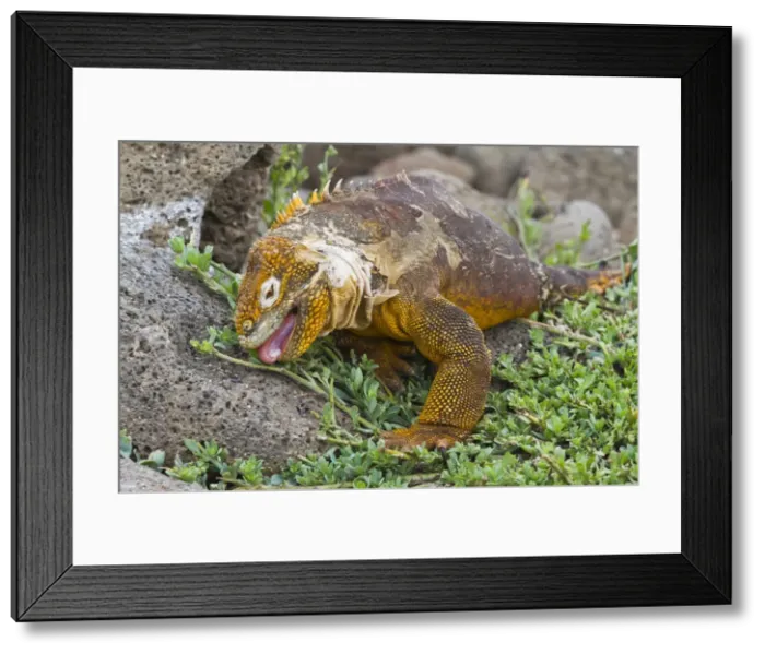 Framed Print : Galapagos land iguana (Conolophus subcristatus), North Seymour Island, Galapagos Islands, UNESCO World Heritge Site, Ecuador, South America Framed Print : Galapagos land iguana (Conolophus subcristatus), North Seymour Island, Galapagos Islands, UNESCO World Heritge Site, Ecuador, South America