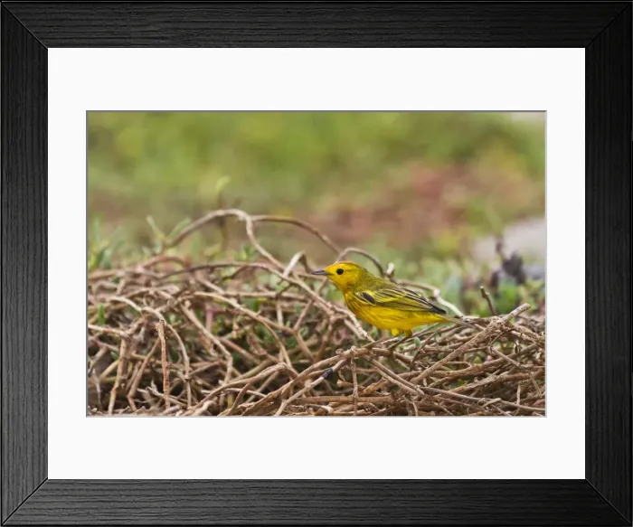 Framed Print : Adult yellow warbler (Dendroica petechia aureola), Santiago Island, Galapagos Islands, UNESCO World Heritge Site, Ecuador, South America Framed Print : Adult yellow warbler (Dendroica petechia aureola), Santiago Island, Galapagos Islands, UNESCO World Heritge Site, Ecuador, South America