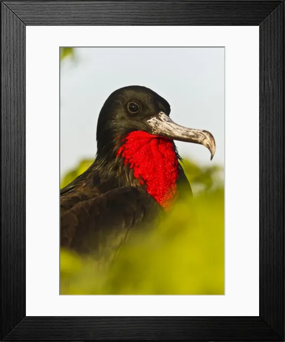 Framed Print : Adult male great frigatebird (Fregata minor), Genovesa Island, Galapagos Islands, UNESCO World Heritge Site, Ecuador, South America Framed Print : Adult male great frigatebird (Fregata minor), Genovesa Island, Galapagos Islands, UNESCO World Heritge Site, Ecuador, South America