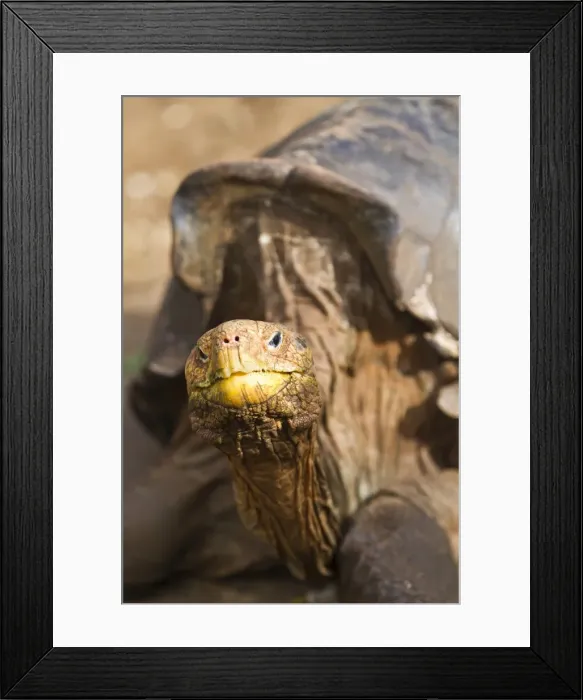 Framed Print : Captive Galapagos giant tortoise (Geochelone elephantopus), Charles Darwin Research Station, Galapagos Islands, UNESCO World Heritge Site, Ecuador, South America Framed Print : Captive Galapagos giant tortoise (Geochelone elephantopus), Charles Darwin Research Station, Galapagos Islands, UNESCO World Heritge Site, Ecuador, South America