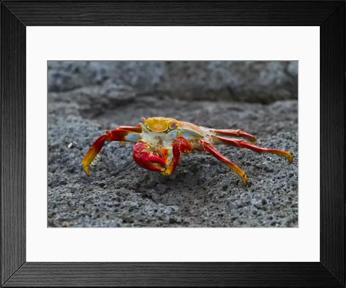 Framed Print : Sally lightfoot crab (Grapsus grapsus), Fernandina Island, Galapagos Islands, UNESCO World Heritage Site, Ecuador, South America Framed Print : Sally lightfoot crab (Grapsus grapsus), Fernandina Island, Galapagos Islands, UNESCO World Heritage Site, Ecuador, South America