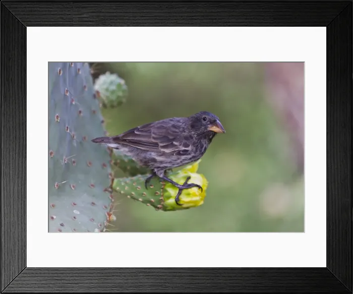 Framed Print : Adult cactus finch (Geospiza scandens), Santa Cruz Island, Galapagos Islands, UNESCO World Heritage Site, Ecuador, South America Framed Print : Adult cactus finch (Geospiza scandens), Santa Cruz Island, Galapagos Islands, UNESCO World Heritage Site, Ecuador, South America