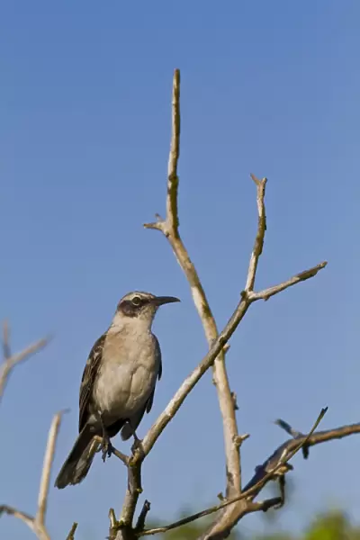 Galapagos mockingbird (Mimus parvulus), Genovesa Island, Galapagos Islands, UNESCO World Heritage Site, Ecuador, South America