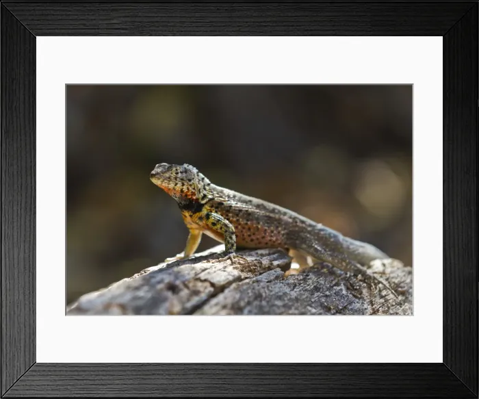 Framed Print : Lava lizard (Microlophus spp), Santa Cruz Island, Galapagos Islands, UNESCO World Heritage Site, Ecuador, South America Framed Print : Lava lizard (Microlophus spp), Santa Cruz Island, Galapagos Islands, UNESCO World Heritage Site, Ecuador, South America