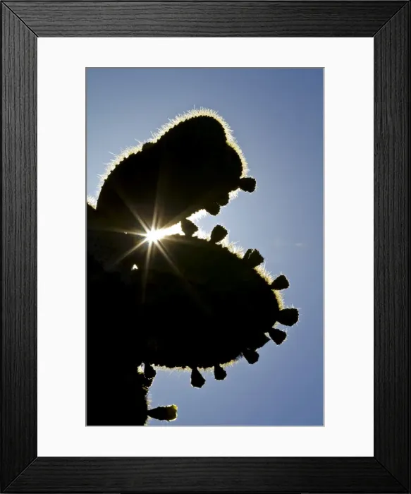 Framed Print : Opuntia cactus, Opuntia echios, Santa Cruz Island, Galapagos, UNESCO World Heritage Site, Ecuador, South America Framed Print : Opuntia cactus, Opuntia echios, Santa Cruz Island, Galapagos, UNESCO World Heritage Site, Ecuador, South America