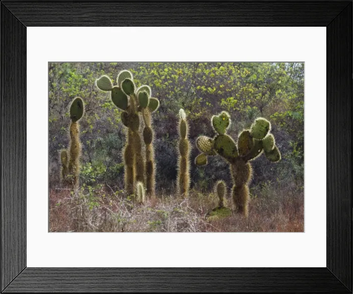 Framed Print : Opuntia cactus, Opuntia echios, Cerro Dragon, Santa Cruz Island, Galapagos, UNESCO World Heritage Site, Ecuador, South America Framed Print : Opuntia cactus, Opuntia echios, Cerro Dragon, Santa Cruz Island, Galapagos, UNESCO World Heritage Site, Ecuador, South America