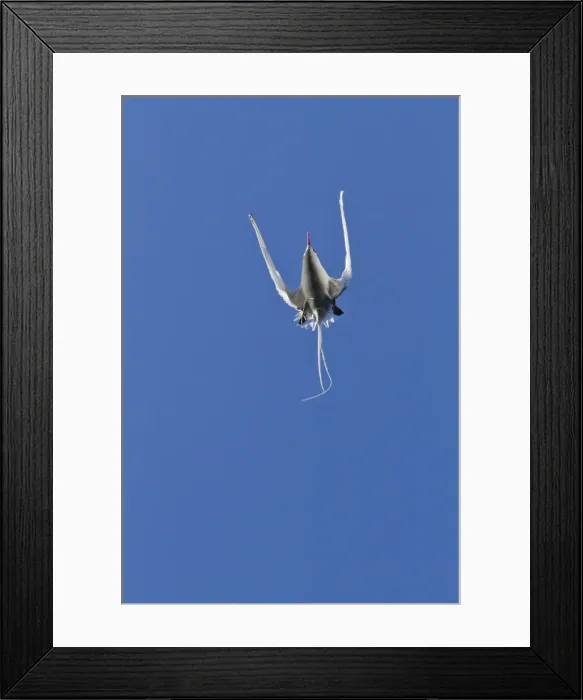 Framed Print : Red-billed tropicbird (Phaethon aethereus), Punta Pitt, San Cristobal Island, Galapagos Islands, UNESCO World Heritage Site, Ecuador, South America Framed Print : Red-billed tropicbird (Phaethon aethereus), Punta Pitt, San Cristobal Island, Galapagos Islands, UNESCO World Heritage Site, Ecuador, South America