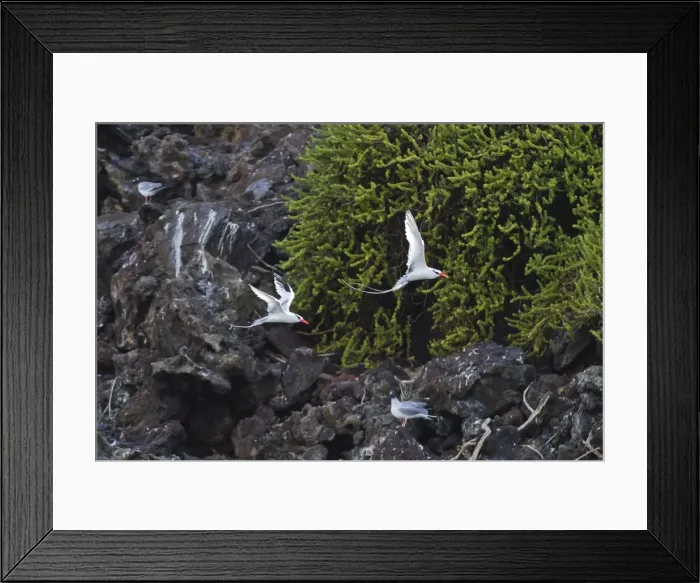 Framed Print : Red-billed tropicbirds (Phaethon aethereus), Punta Pitt, San Cristobal Island, Galapagos Islands, UNESCO World Heritage Site, Ecuador, South America Framed Print : Red-billed tropicbirds (Phaethon aethereus), Punta Pitt, San Cristobal Island, Galapagos Islands, UNESCO World Heritage Site, Ecuador, South America