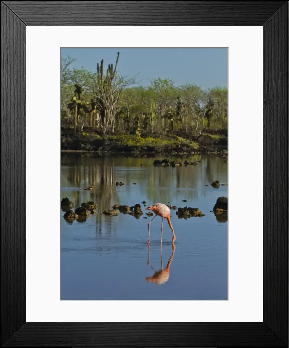 Framed Print : Greater flamingo (Phoenicopterus ruber), Cerro Dragon, Santa Cruz Island, Galapagos Islands, UNESCO World Heritage Site, Ecuador, South America Framed Print : Greater flamingo (Phoenicopterus ruber), Cerro Dragon, Santa Cruz Island, Galapagos Islands, UNESCO World Heritage Site, Ecuador, South America