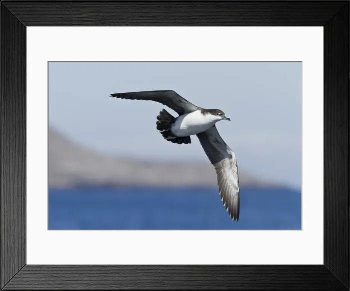 Framed Print : Galapagos shearwater (Puffinus subalaris), Punta Pitt, San Cristobal Island, Galapagos Islands, UNESCO World Heritage Site, Ecuador, South America Framed Print : Galapagos shearwater (Puffinus subalaris), Punta Pitt, San Cristobal Island, Galapagos Islands, UNESCO World Heritage Site, Ecuador, South America