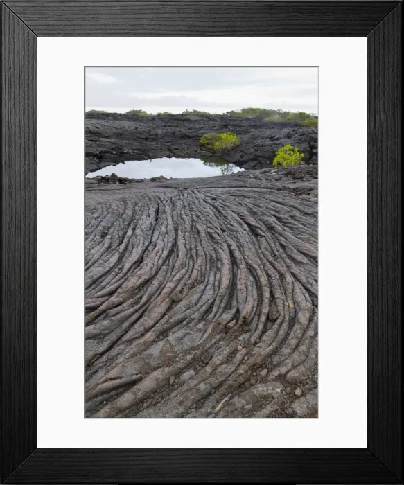 Framed Print : Lava flow, Fernandina Island, Galapagos Islands, UNESCO World Heritage Site, Ecuador, South America Framed Print : Lava flow, Fernandina Island, Galapagos Islands, UNESCO World Heritage Site, Ecuador, South America