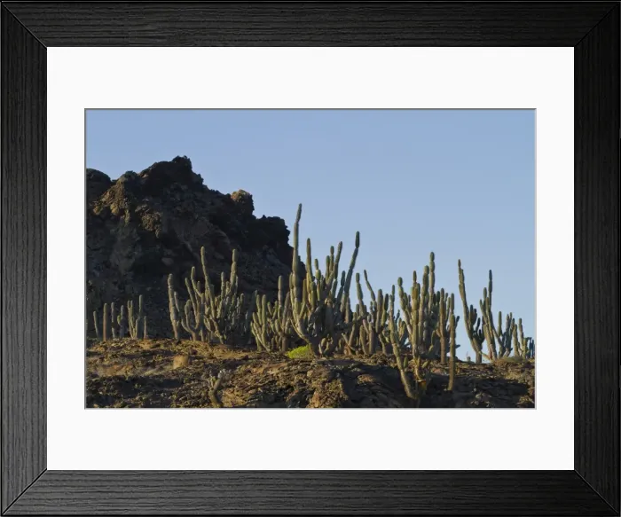 Framed Print : Candelabra cactus, Sombrero Chino Island, Galapagos Island Archipelago, UNESCO World Heritage Site, Ecuador, South America Framed Print : Candelabra cactus, Sombrero Chino Island, Galapagos Island Archipelago, UNESCO World Heritage Site, Ecuador, South America