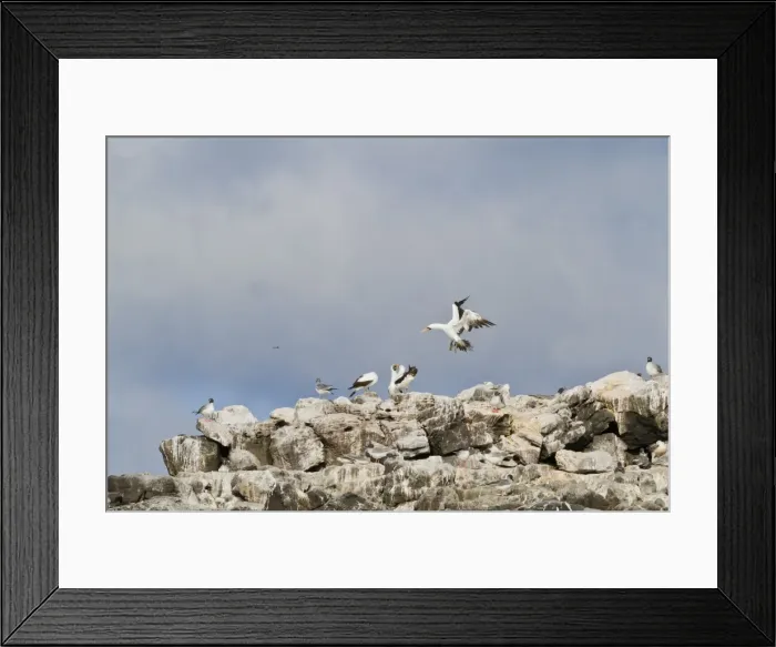 Framed Print : Nazca booby (Sula grantii), Punta Suarez, Santiago Island, Galapagos Islands, UNESCO World Heritage Site, Ecuador, South America Framed Print : Nazca booby (Sula grantii), Punta Suarez, Santiago Island, Galapagos Islands, UNESCO World Heritage Site, Ecuador, South America
