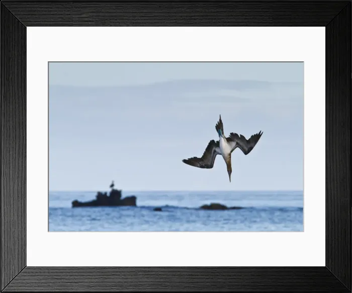 Framed Print : Blue-footed booby (Sula nebouxii), Cormorant Point, Floreana Island, Galapagos Islands, UNESCO World Heritage Site, Ecuador, South America Framed Print : Blue-footed booby (Sula nebouxii), Cormorant Point, Floreana Island, Galapagos Islands, UNESCO World Heritage Site, Ecuador, South America