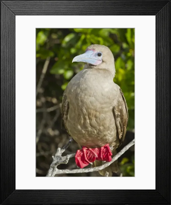 Framed Print : Red-footed booby (Sula sula), Genovesa Island, Galapagos Islands, UNESCO World Heritage Site, Ecuador, South America Framed Print : Red-footed booby (Sula sula), Genovesa Island, Galapagos Islands, UNESCO World Heritage Site, Ecuador, South America