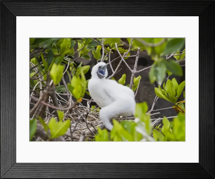 Framed Print : Red-footed booby chick (Sula sula), Genovesa Island, Galapagos Islands, UNESCO World Heritage Site, Ecuador, South America Framed Print : Red-footed booby chick (Sula sula), Genovesa Island, Galapagos Islands, UNESCO World Heritage Site, Ecuador, South America