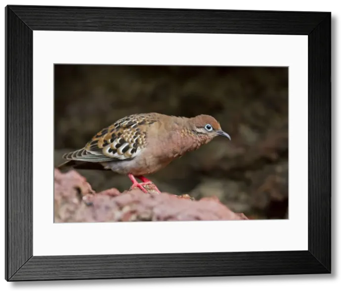 Framed Print : Galapagos dove (Zenaida galapagoensis), Espanola Island, Galapagos Islands, UNESCO World Heritage Site, Ecuador, South America Framed Print : Galapagos dove (Zenaida galapagoensis), Espanola Island, Galapagos Islands, UNESCO World Heritage Site, Ecuador, South America