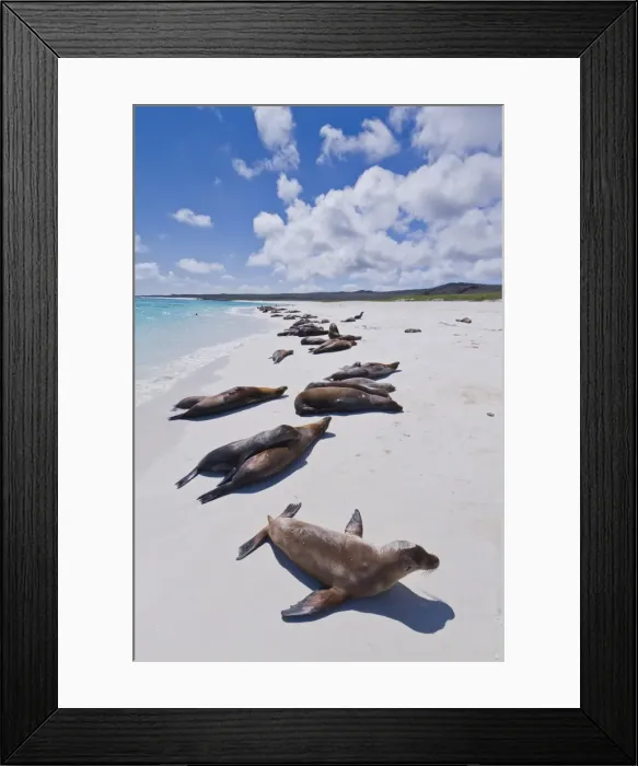 Framed Print : Galapagos sea lions (Zalophus wollebaeki), Gardner beach, Santiago Island, Galapagos Islands, UNESCO World Heritage Site, Ecuador, South America Framed Print : Galapagos sea lions (Zalophus wollebaeki), Gardner beach, Santiago Island, Galapagos Islands, UNESCO World Heritage Site, Ecuador, South America