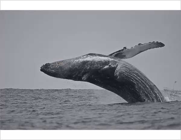 Breaching humpback whale (Megaptera novaeangliae), Ecuador, South America