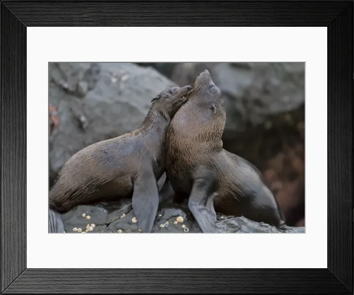 Framed Print : Galapagos fur seals (Arctocephalus galapagoensi), Isabela Island, Galapagos Islands, UNESCO World Heritage Site, Ecuador, South America Framed Print : Galapagos fur seals (Arctocephalus galapagoensi), Isabela Island, Galapagos Islands, UNESCO World Heritage Site, Ecuador, South America