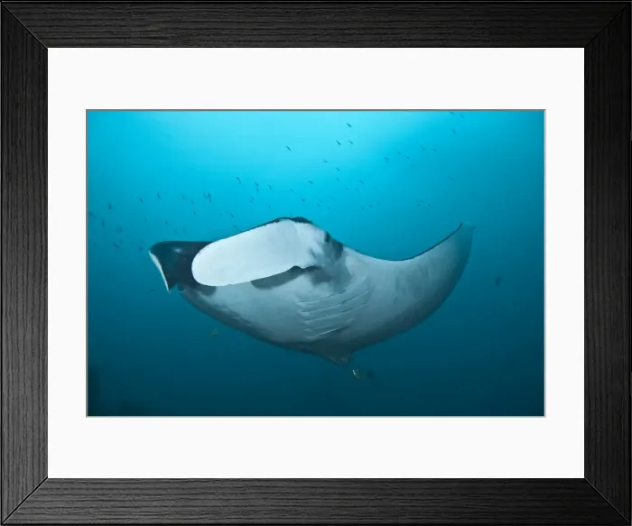 Framed Print : Giant Manta Ray, Ecuador, South America Framed Print : Giant Manta Ray, Ecuador, South America
