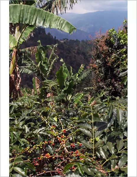 Blue Mountain coffee beans, Lime Tree Coffee Plantation, Blue Mountains, Jamaica, West Indies, Caribbean, Central America