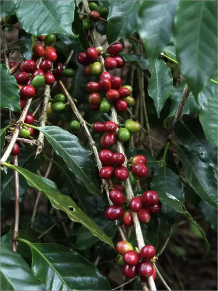 Blue Mountain coffee beans, Lime Tree Coffee Plantation, Blue Mountains, Jamaica, West Indies, Caribbean, Central America