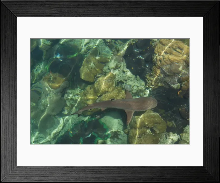 Framed Print : Black tipped sharks in the crystal clear waters of the Marovo Lagoon, Solomon Islands, Pacific Framed Print : Black tipped sharks in the crystal clear waters of the Marovo Lagoon, Solomon Islands, Pacific
