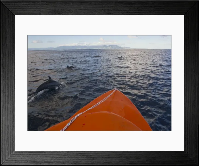 Framed Print : Dolphins swimming with a boat, Savo Island, Solomon Islands, Pacific Framed Print : Dolphins swimming with a boat, Savo Island, Solomon Islands, Pacific