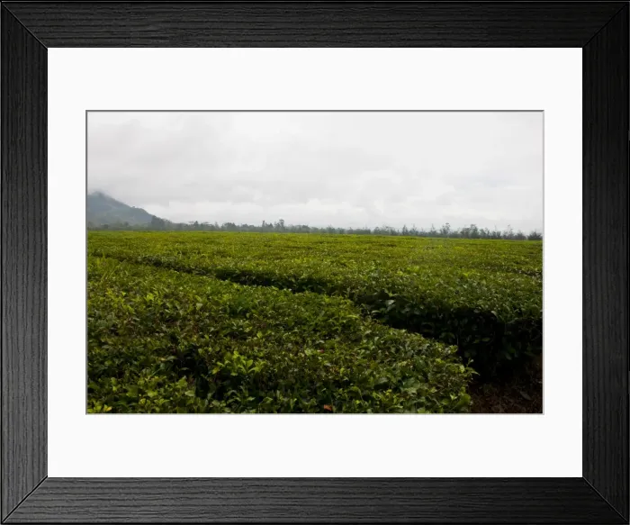 Framed Print : Tea plantation, Highlands, Papua New Guinea, Pacific Framed Print : Tea plantation, Highlands, Papua New Guinea, Pacific