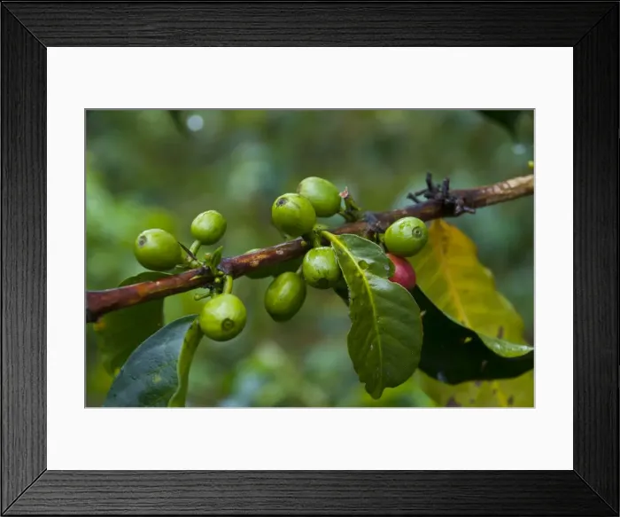 Framed Print : Coffee beans, Highlands, Papua New Guinea, Pacific