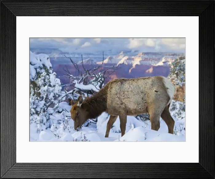 Framed Print : Elk (Cervus canadensis) (wapiti), South Rim, Grand Canyon National Park, UNESCO World Heritage Site, Arizona, United States of America, North America Framed Print : Elk (Cervus canadensis) (wapiti), South Rim, Grand Canyon National Park, UNESCO World Heritage Site, Arizona, United States of America, North America