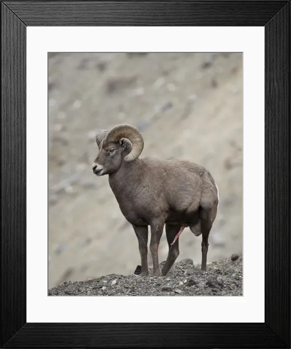 Framed Print : Bighorn sheep (Ovis canadensis) ram with an erection during the rut, Clear Creek County, Colorado, United States of America, North America Framed Print : Bighorn sheep (Ovis canadensis) ram with an erection during the rut, Clear Creek County, Colorado, United States of America, North America