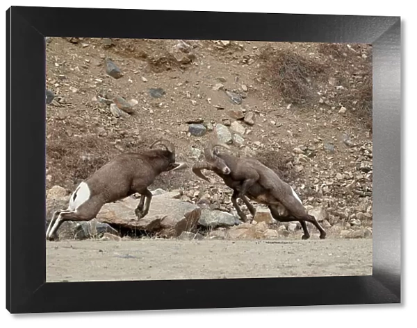 Two bighorn sheep (Ovis canadensis) rams butting heads during the rut, Clear Creek County, Colorado, United States of America, North America