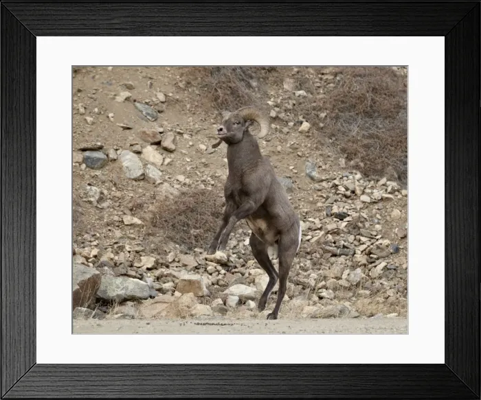 Framed Print : Bighorn sheep (Ovis canadensis) ram about to start a head butt durng the rut, Clear Creek County, Colorado, United States of America, North America Framed Print : Bighorn sheep (Ovis canadensis) ram about to start a head butt durng the rut, Clear Creek County, Colorado, United States of America, North America
