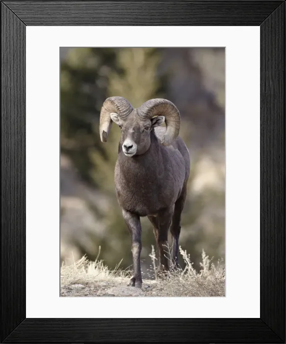 Framed Print : Bighorn sheep (Ovis canadensis) ram durng the rut, Clear Creek County, Colorado, United States of America, North America Framed Print : Bighorn sheep (Ovis canadensis) ram durng the rut, Clear Creek County, Colorado, United States of America, North America