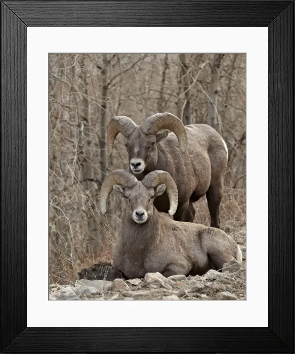 Framed Print : Two bighorn sheep (Ovis canadensis) rams during the rut, Clear Creek County, Colorado, United States of America, North America Framed Print : Two bighorn sheep (Ovis canadensis) rams during the rut, Clear Creek County, Colorado, United States of America, North America