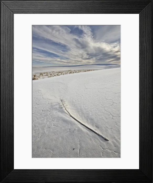 Framed Print : Yucca flower stalk on the dunes, White Sands National Monument, New Mexico, United States of America, North America Framed Print : Yucca flower stalk on the dunes, White Sands National Monument, New Mexico, United States of America, North America