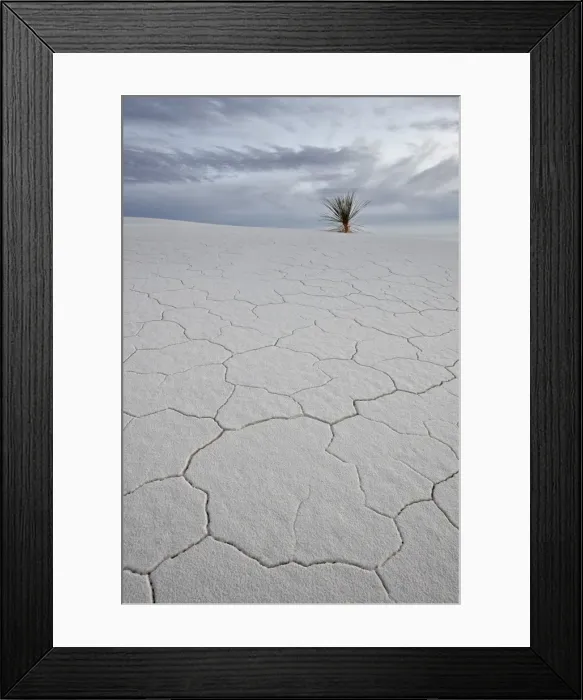 Framed Print : Cracked sand dune with a yucca, White Sands National Monument, New Mexico, United States of America, North America Framed Print : Cracked sand dune with a yucca, White Sands National Monument, New Mexico, United States of America, North America