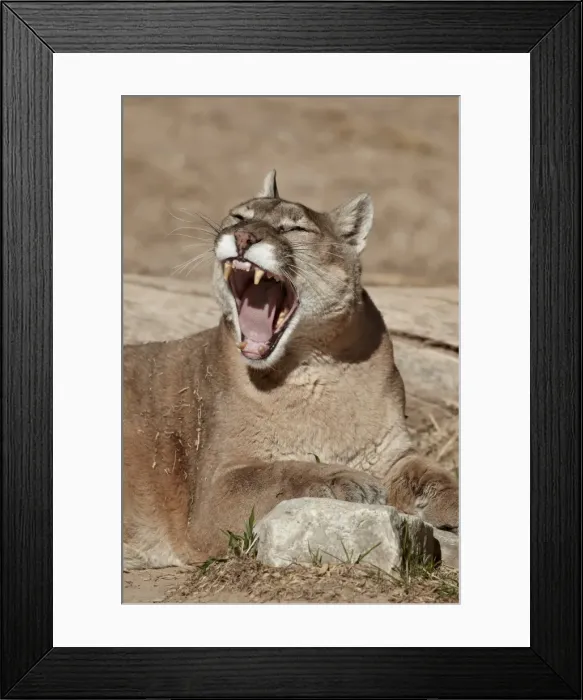 Framed Print : Mountain lion (cougar) (puma) (Puma concolor) yawning, Living Desert Zoo And Gardens State Park, New Mexico, United States of America, North America Framed Print : Mountain lion (cougar) (puma) (Puma concolor) yawning, Living Desert Zoo And Gardens State Park, New Mexico, United States of America, North America