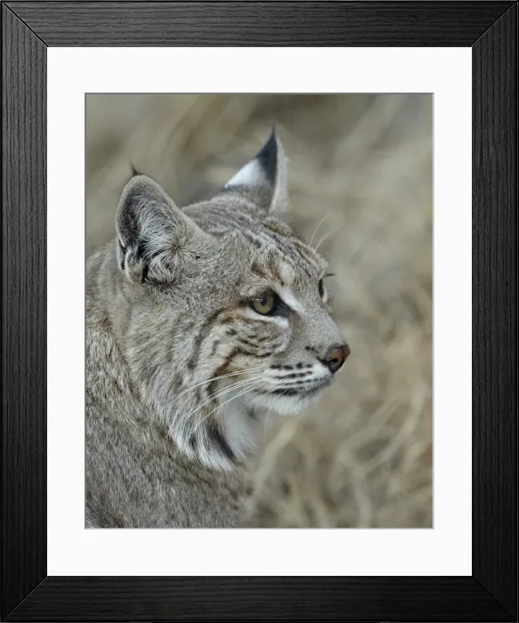 Framed Print : Bobcat (Lynx rufus), Living Desert Zoo And Gardens State Park, New Mexico, United States of America, North America Framed Print : Bobcat (Lynx rufus), Living Desert Zoo And Gardens State Park, New Mexico, United States of America, North America