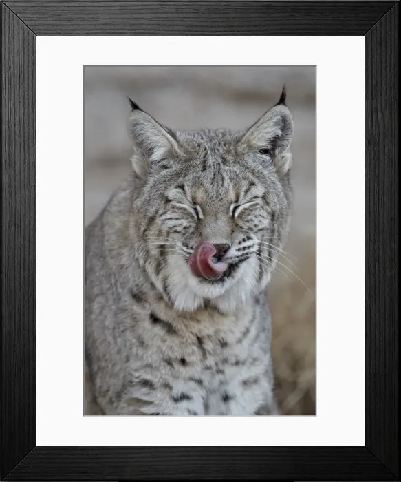 Framed Print : Bobcat (Lynx rufus) with its tongue out, Living Desert Zoo And Gardens State Park, New Mexico, United States of America, North America Framed Print : Bobcat (Lynx rufus) with its tongue out, Living Desert Zoo And Gardens State Park, New Mexico, United States of America, North America