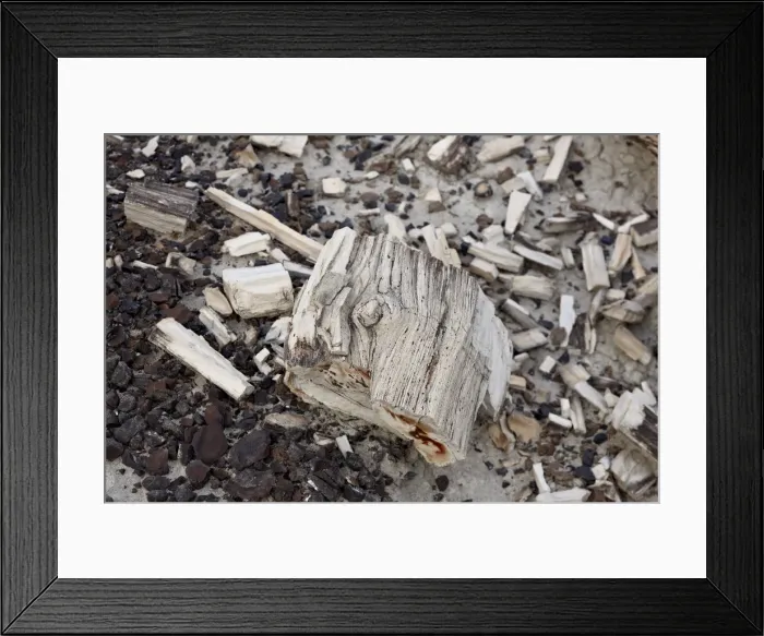 Framed Print : Petrified wood, San Juan Basin, New Mexico, United States of America, North America Framed Print : Petrified wood, San Juan Basin, New Mexico, United States of America, North America