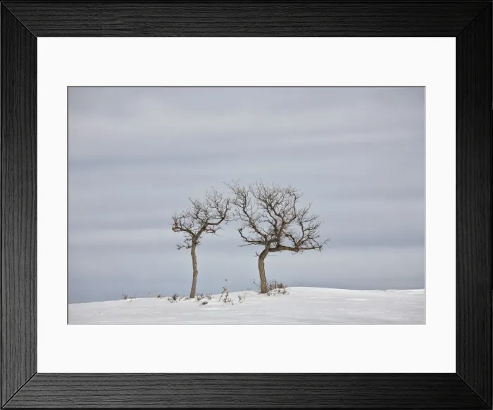 Framed Print : Bare trees in the snow, Uncompahgre National Forest, Colorado, United States of America, North America Framed Print : Bare trees in the snow, Uncompahgre National Forest, Colorado, United States of America, North America