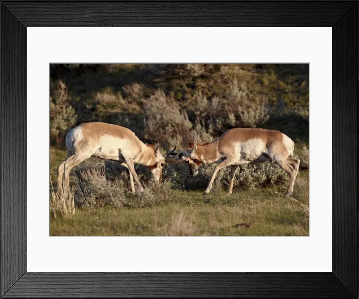 Framed Print : Two Pronghorn (Antilocapra americana) bucks sparring, Yellowstone National Park, Wyoming, United States of America, North America Framed Print : Two Pronghorn (Antilocapra americana) bucks sparring, Yellowstone National Park, Wyoming, United States of America, North America