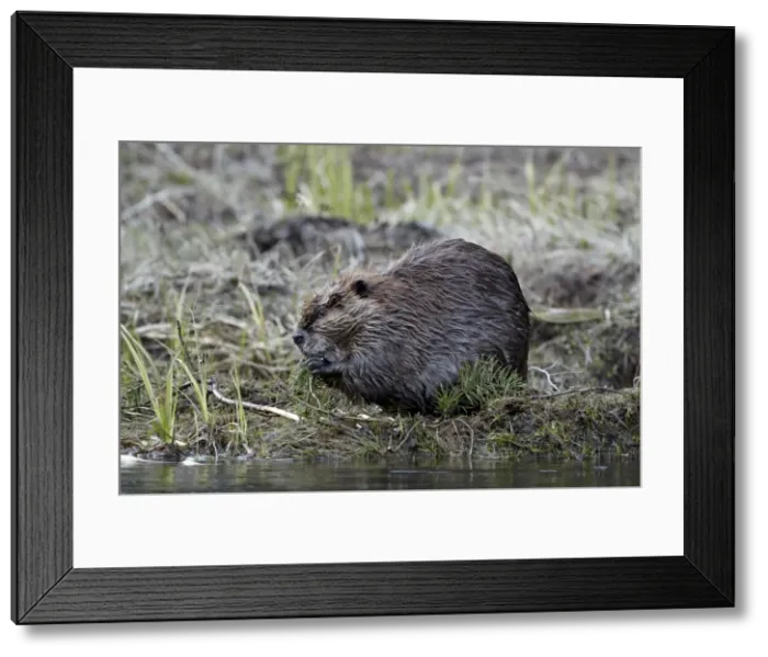 Framed Print : Beaver (Castor canadensis) eating an evergreen branch, Yellowstone National Park, Wyoming, United States of America, North America Framed Print : Beaver (Castor canadensis) eating an evergreen branch, Yellowstone National Park, Wyoming, United States of America, North America